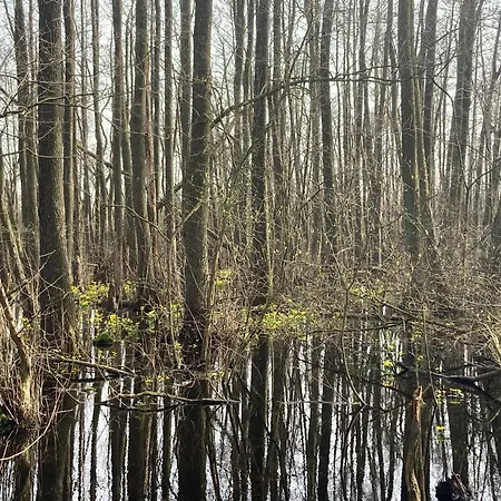 Prázdninový dům Familiennest Am Mueritzsee Mit Kamin & Sauna *