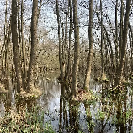 Familiennest Am Mueritzsee Mit Kamin & Sauna Prázdninový dům