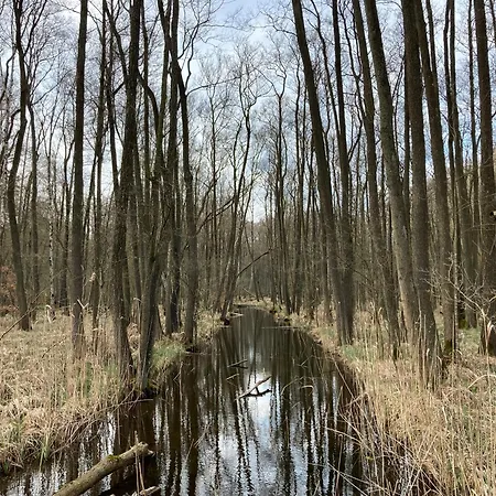 Familiennest Am Mueritzsee Mit Kamin & Sauna Prázdninový dům *