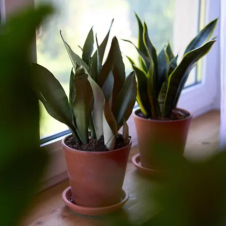 Familiennest Am Mueritzsee Mit Kamin & Sauna Prázdninový dům