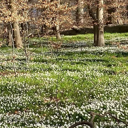 Familiennest Am Mueritzsee Mit Kamin & Sauna