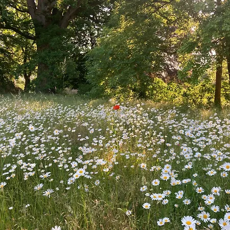 Prázdninový dům Familiennest Am Mueritzsee Mit Kamin & Sauna Sietow Dorf