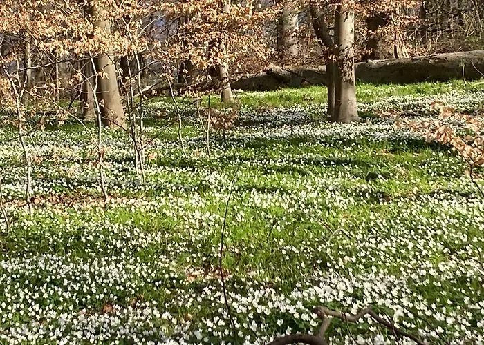Familiennest Am Müritzsee Mit Kamin&sauna